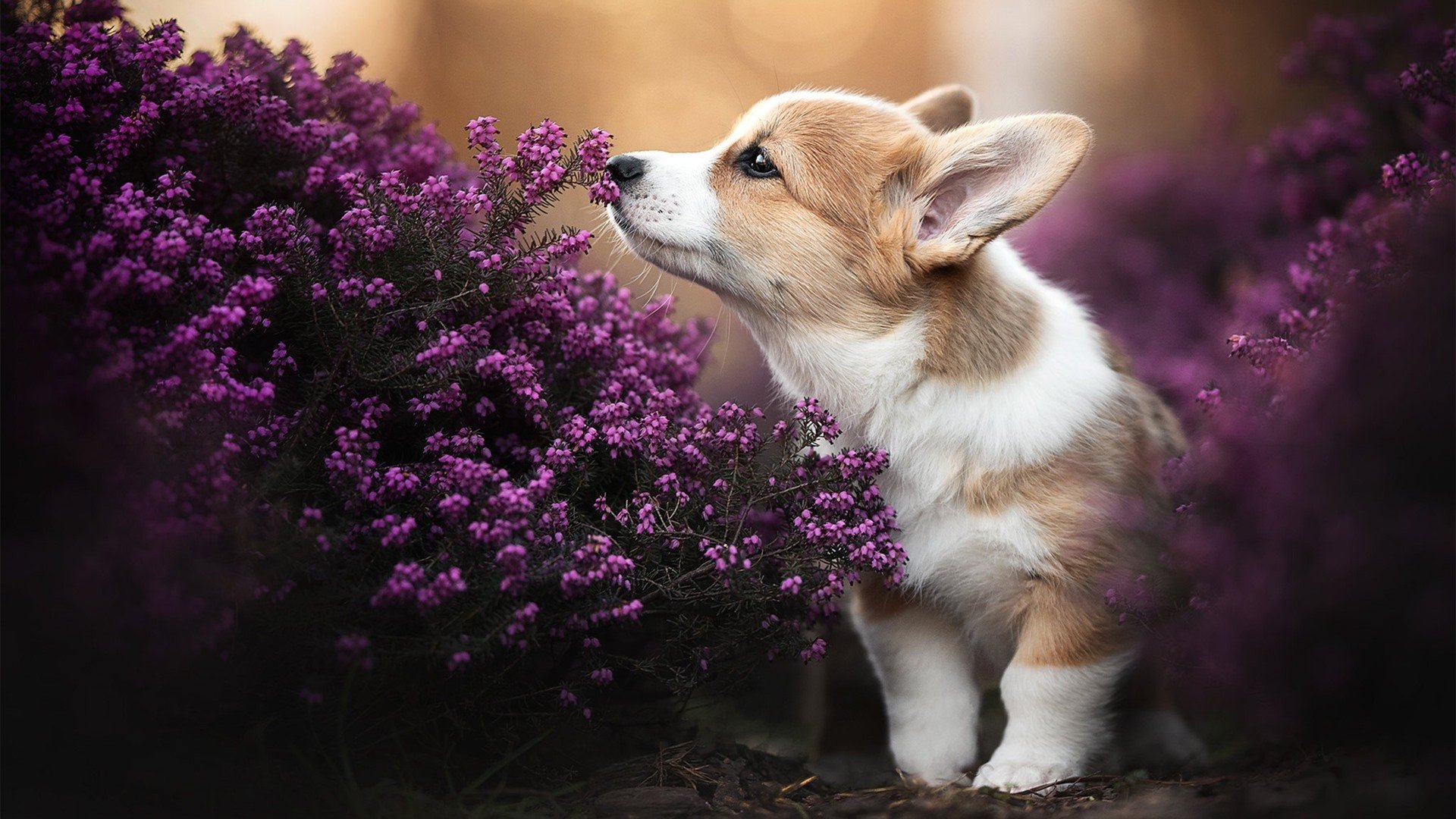 乐鱼体育网址入口-男子短距离项目突破瓶颈,男子短跑项目