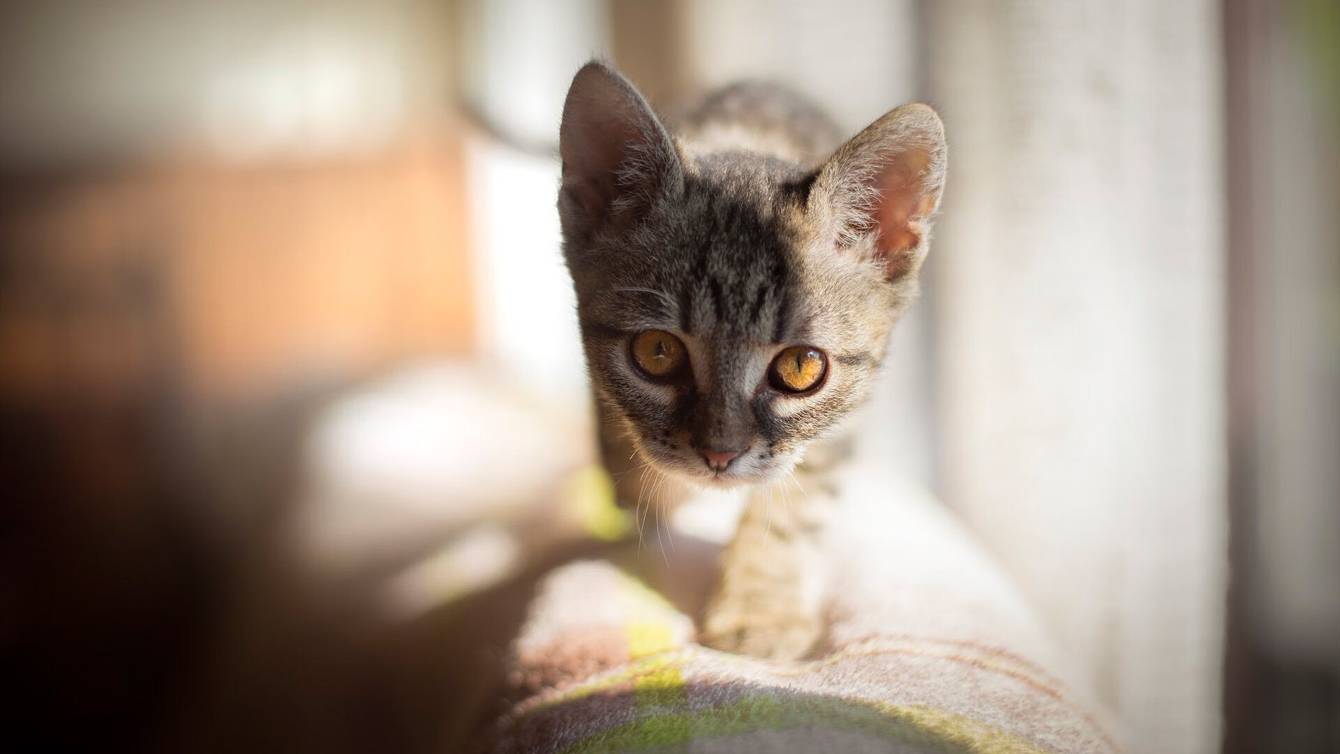 乐鱼官网-“萨尔·巴赫:南非的年轻希望”